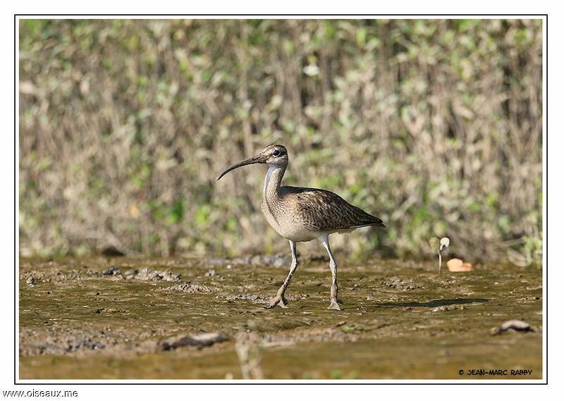 Courlis hudsonien, identification