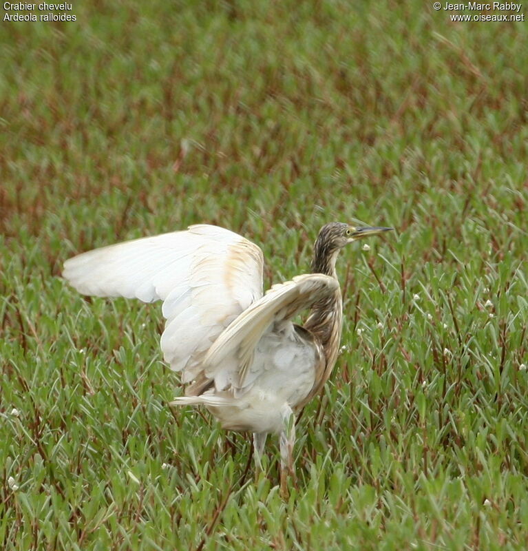 Squacco Heron