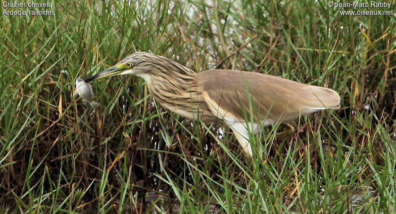 Squacco Heron, identification