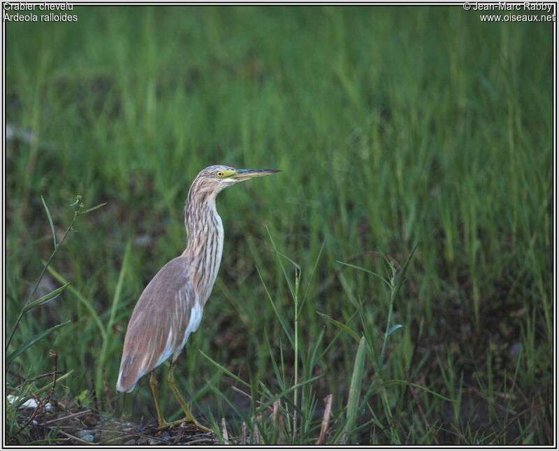 Squacco Heron