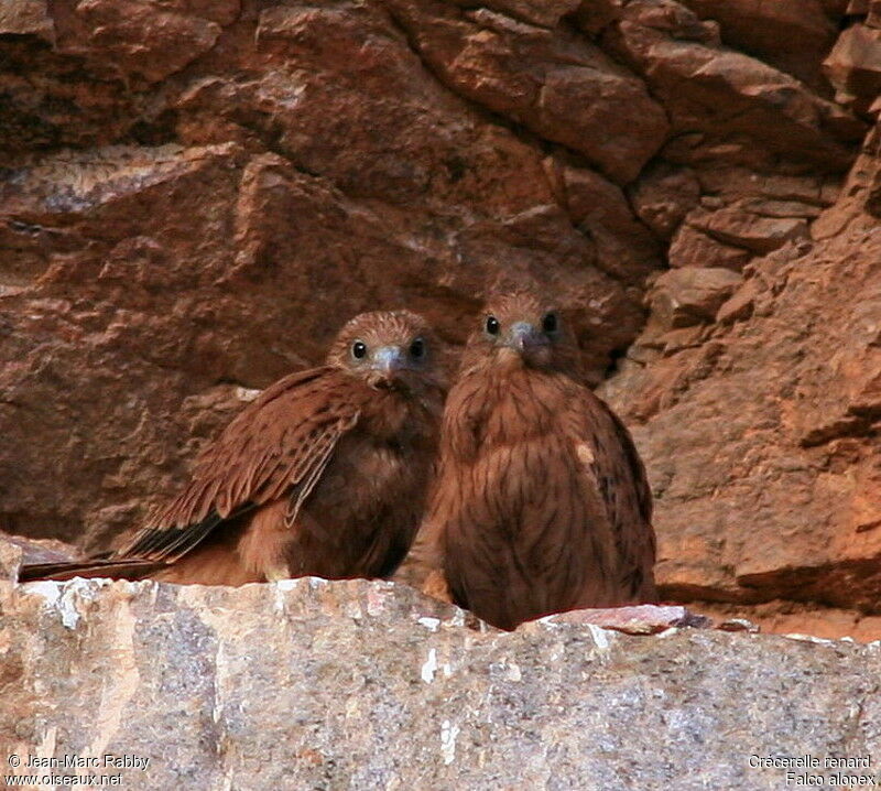 Fox Kestrel