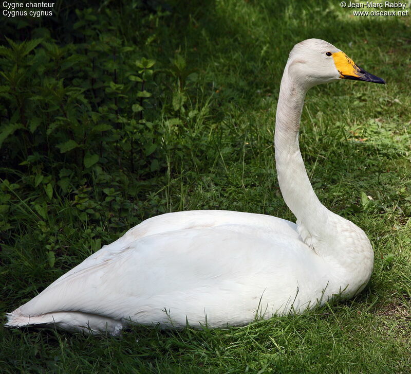 Cygne chanteur, identification