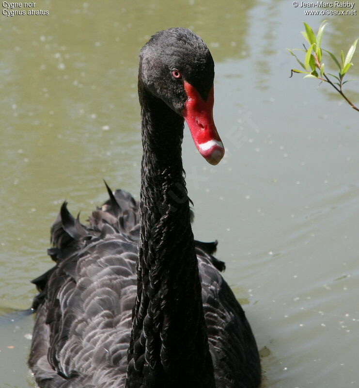 Cygne noir, identification