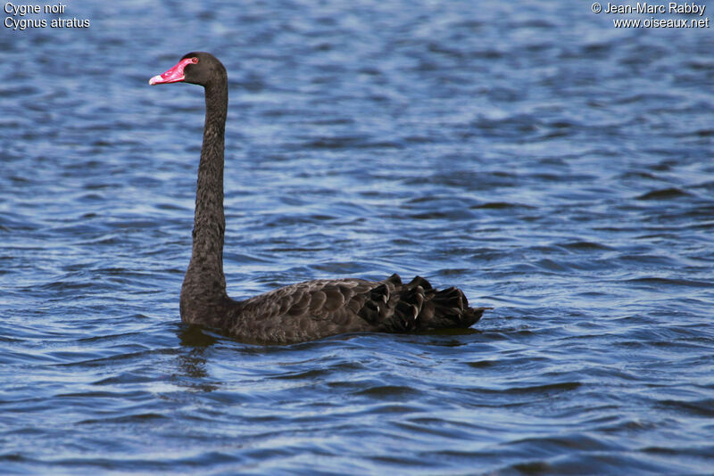 Black Swan, identification