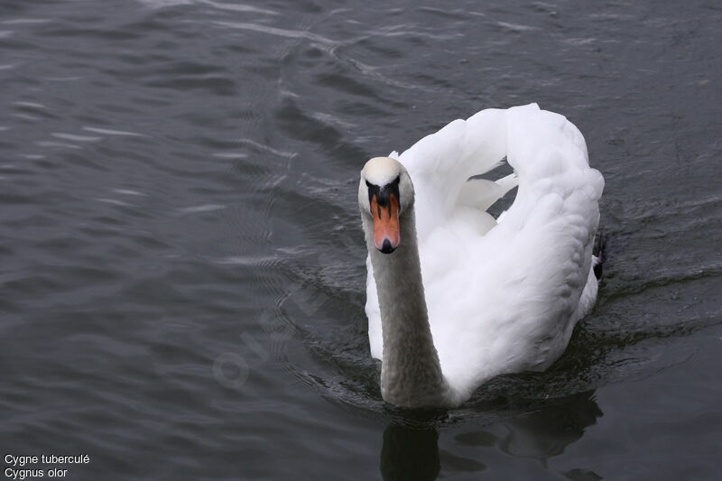 Cygne tuberculé mâle