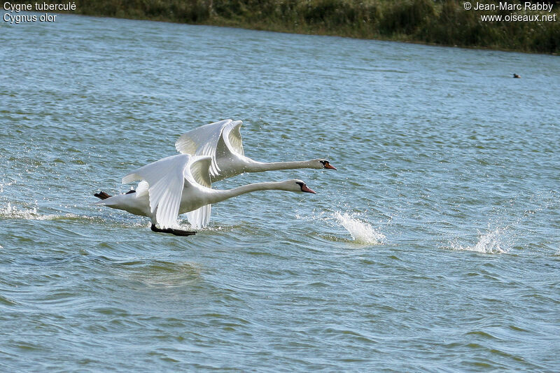 Cygne tuberculé, identification