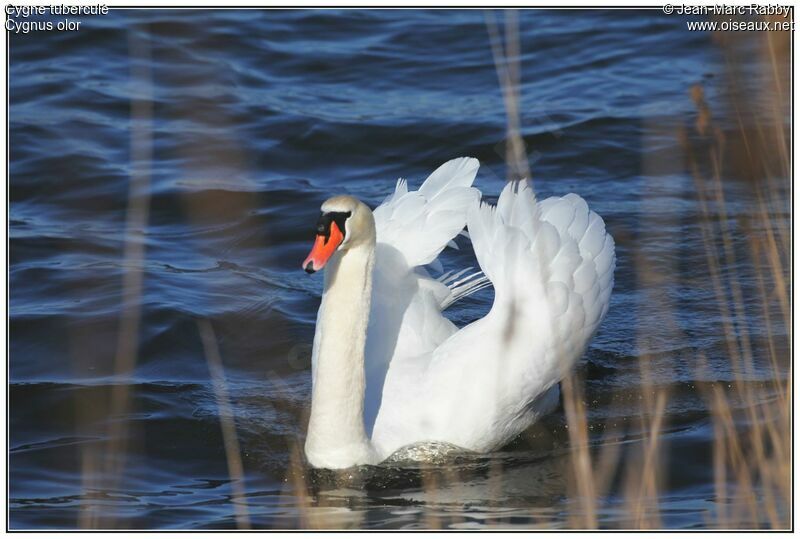 Cygne tuberculé, identification