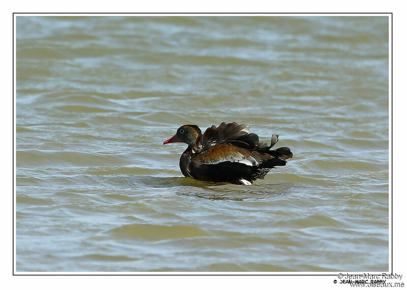 Dendrocygne à ventre noir, identification