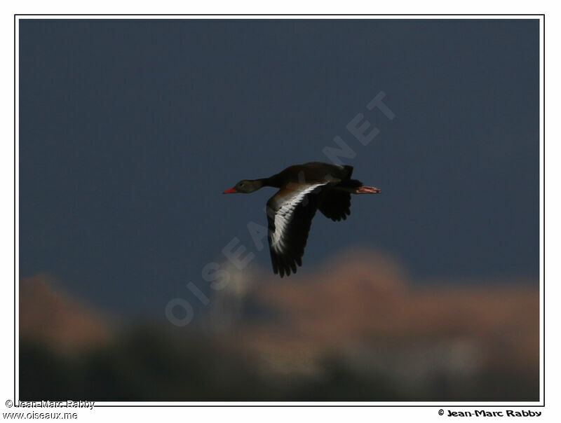 Black-bellied Whistling Duck, identification