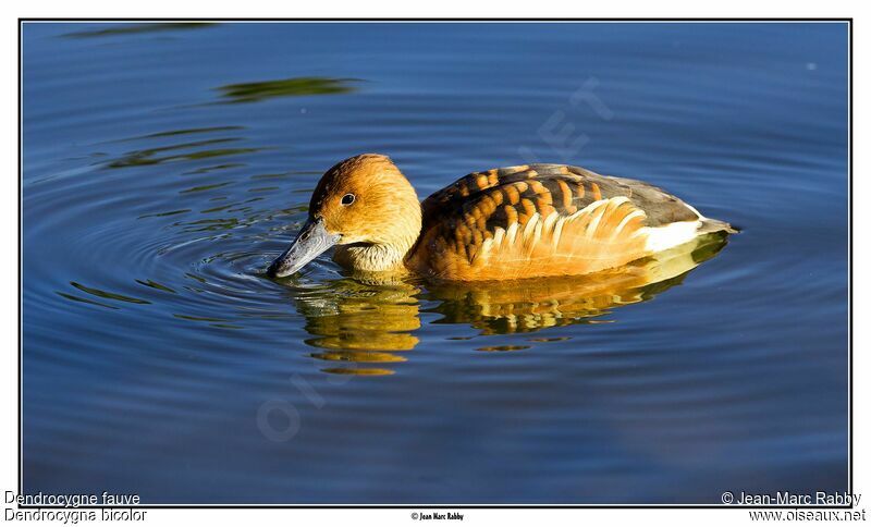 Fulvous Whistling Duck, identification