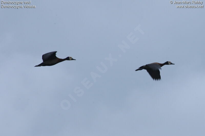 White-faced Whistling Duck