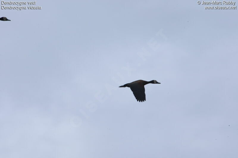 Dendrocygne veuf