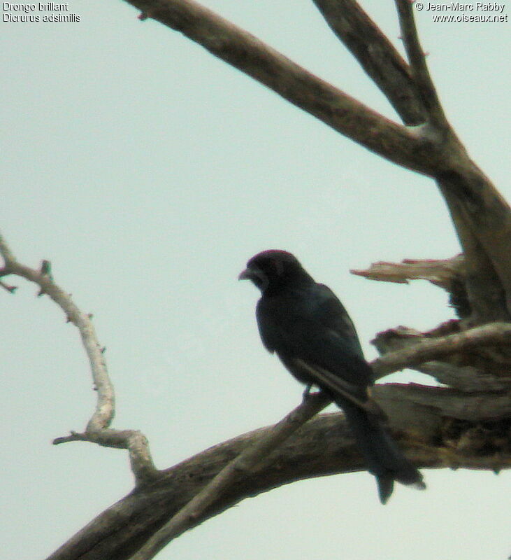 Fork-tailed Drongo