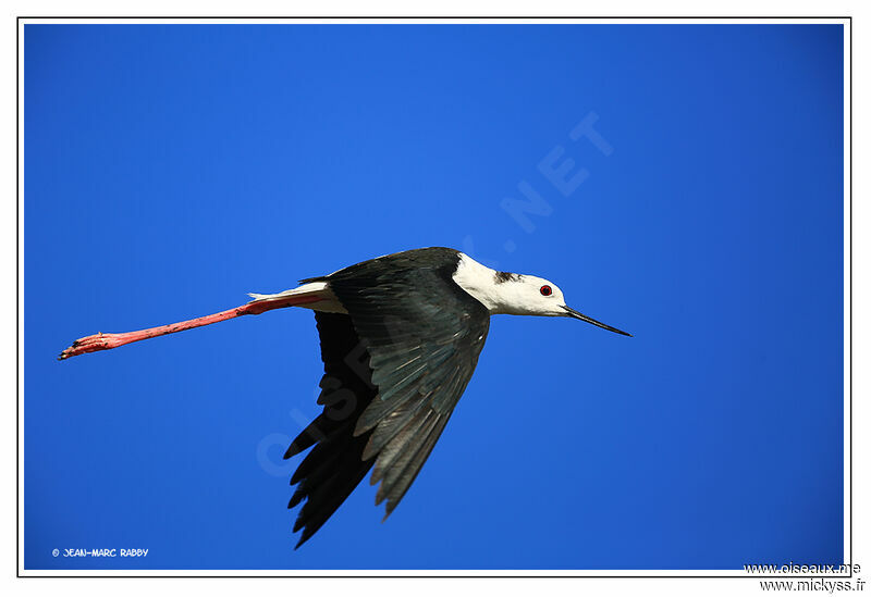 Black-winged Stilt male, identification