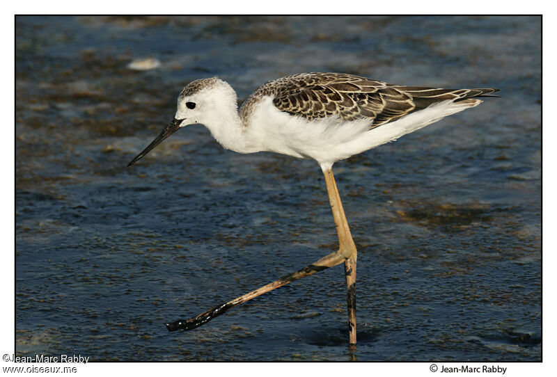 Black-winged StiltFirst year, identification