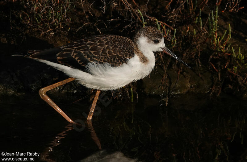 Échasse blanche