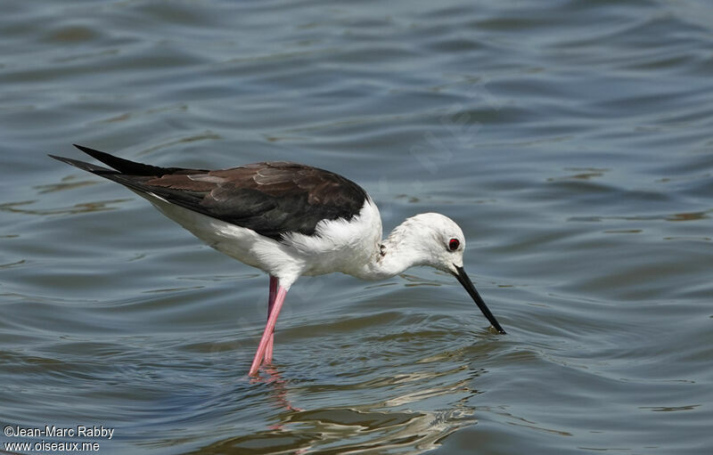 Black-winged Stilt