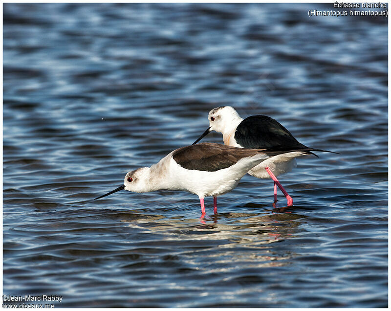 Black-winged Stiltadult