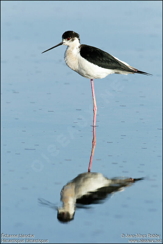 Échasse blanche, identification