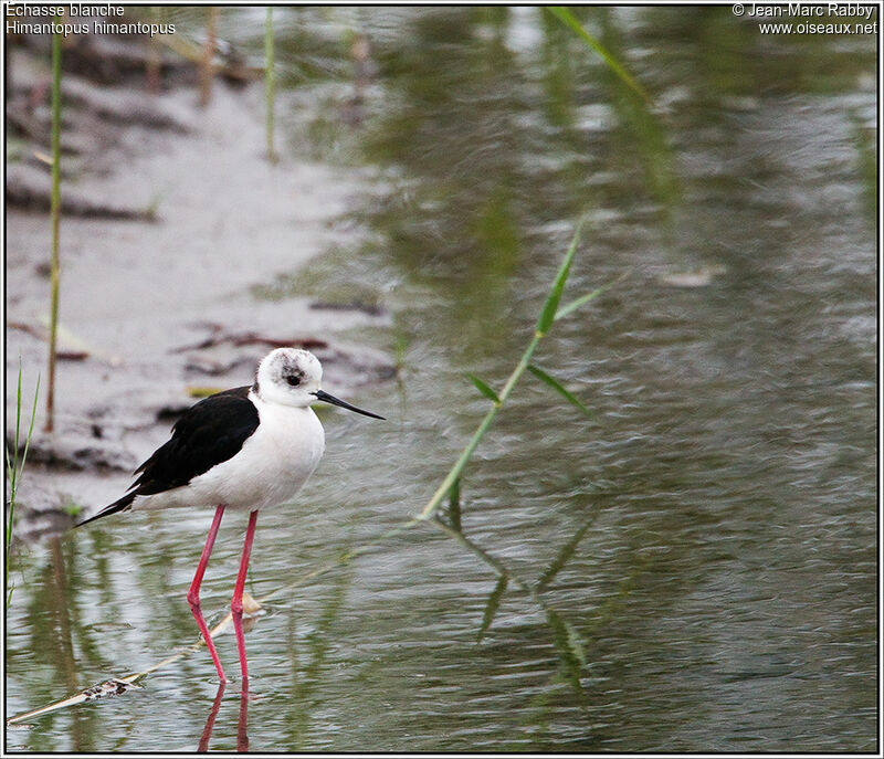 Échasse blanche, identification