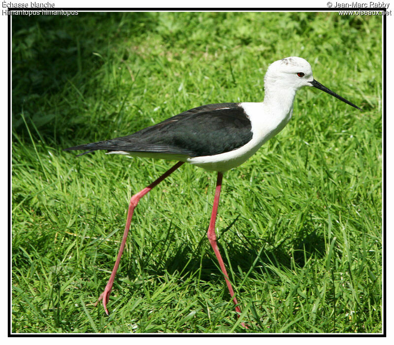 Échasse blanche, identification