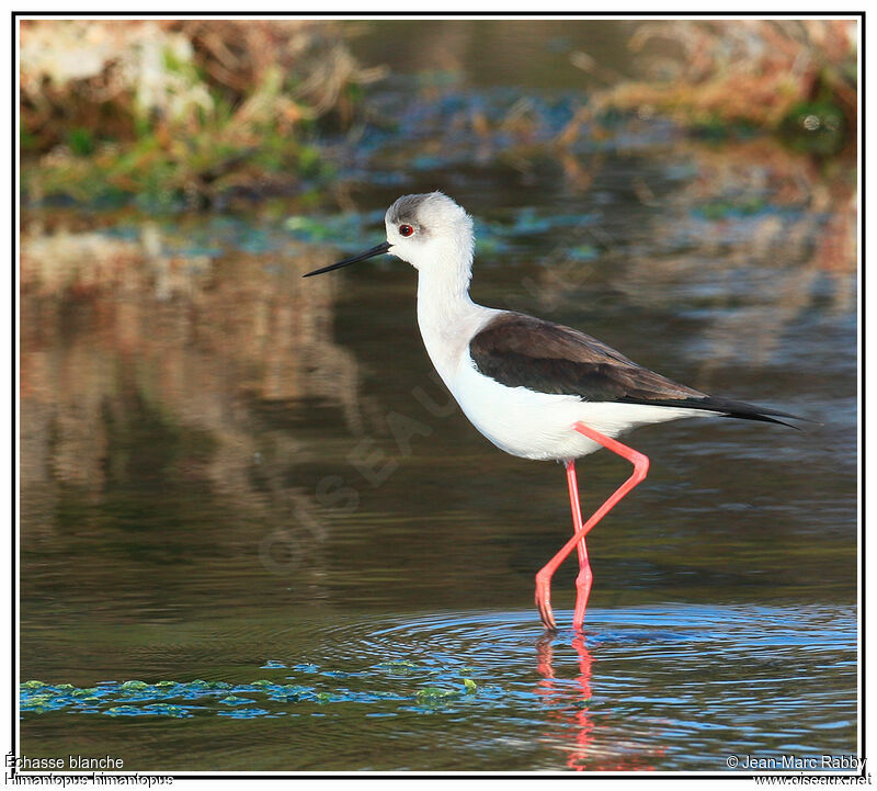 Échasse blanche, identification