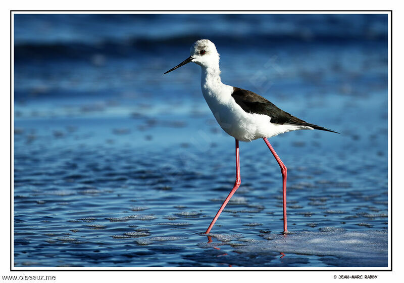 Échasse blanche, identification