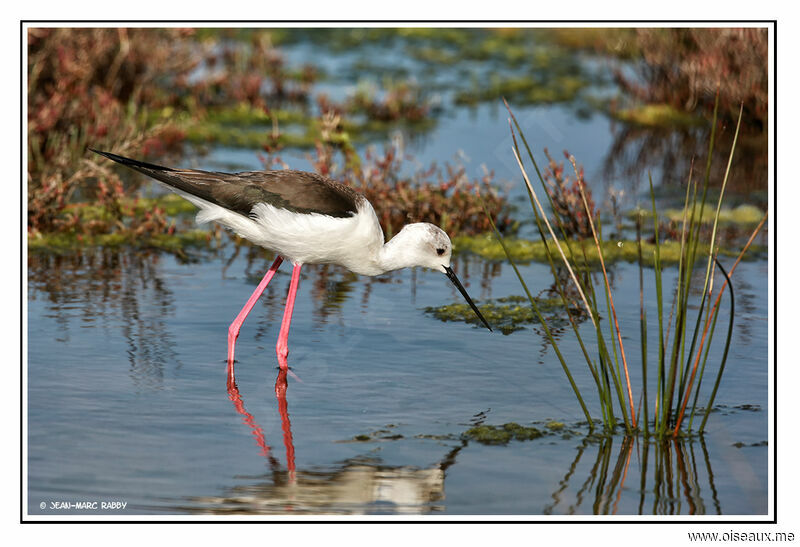 Black-winged Stilt female, identification