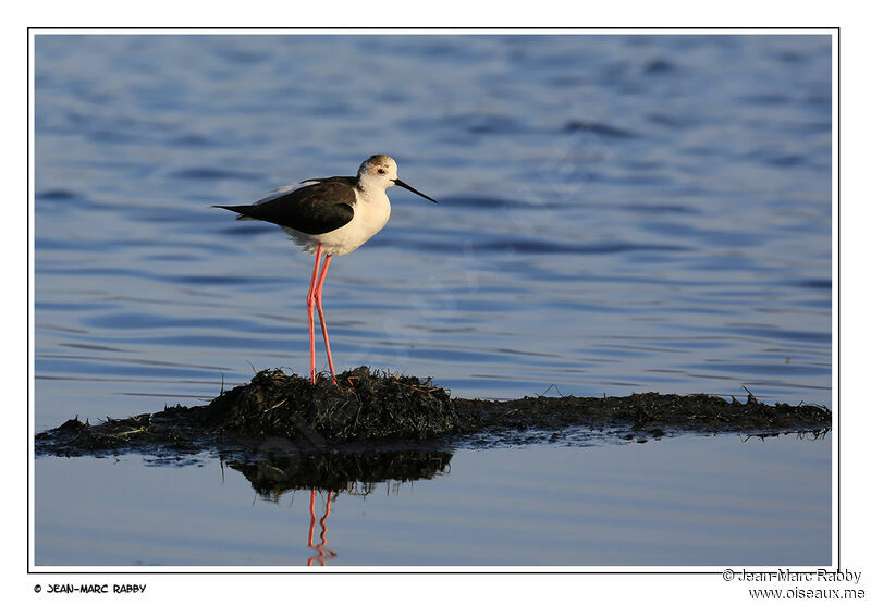 Échasse blanche femelle, identification