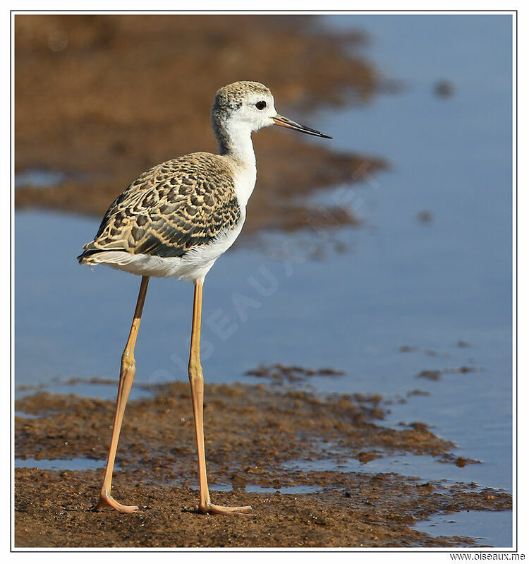 Black-winged Stiltimmature, identification