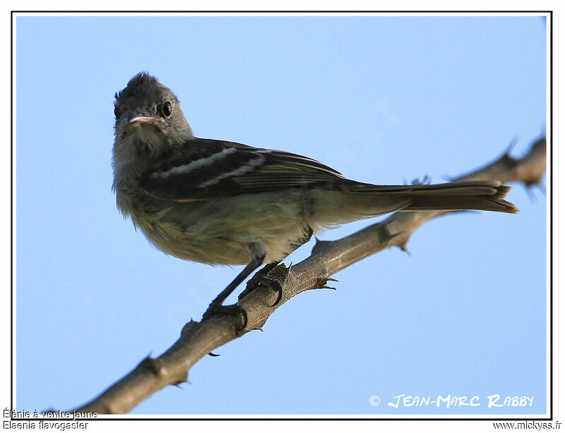 Yellow-bellied Elaenia, identification