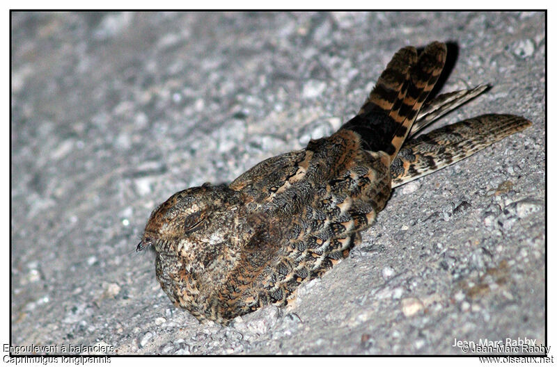 Engoulevent à balanciers, identification