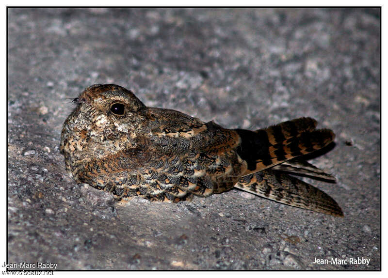 Standard-winged Nightjar, identification