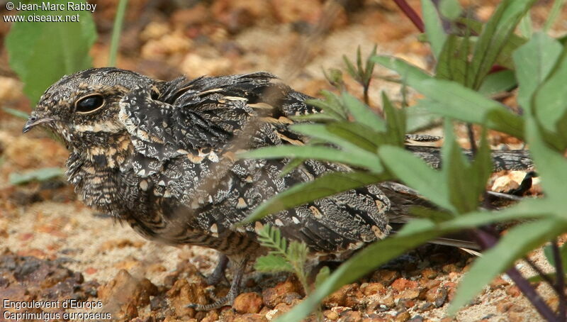 European Nightjar