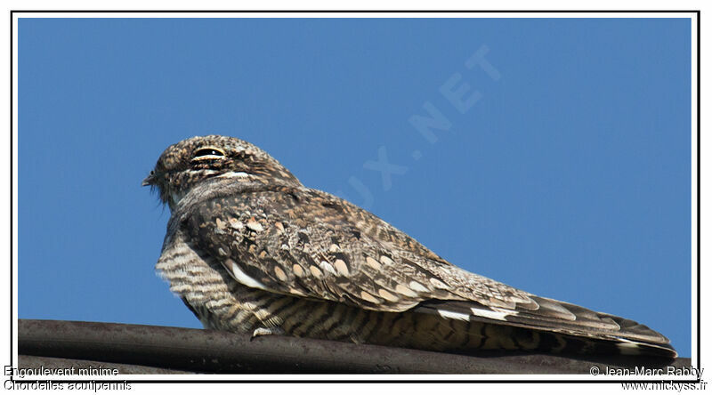 Lesser Nighthawk, identification