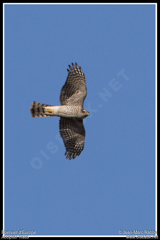 Eurasian Sparrowhawk female adult, Flight