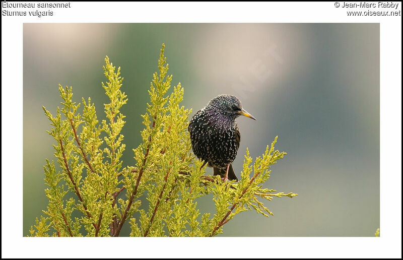 Common Starling, identification