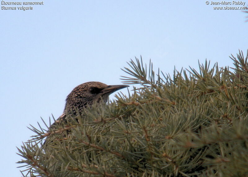 Common Starling