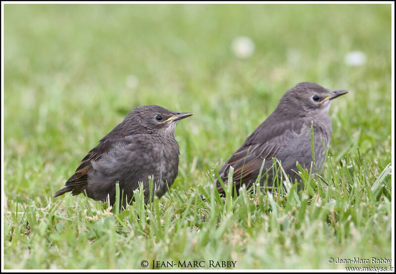 Common Starlingimmature, identification