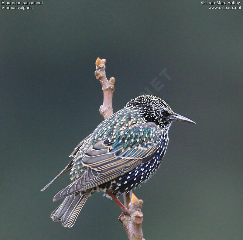 Common Starling, identification