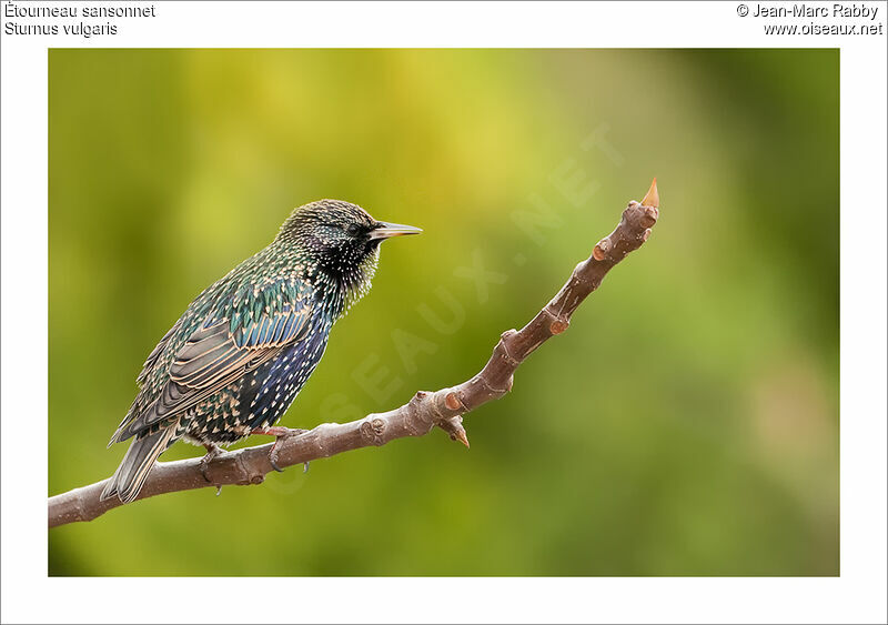 Common Starling, identification