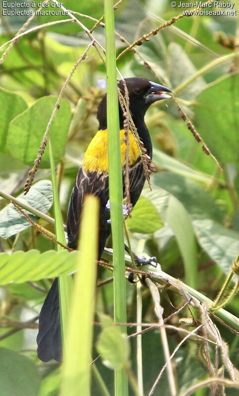 Euplecte à dos d'or, identification