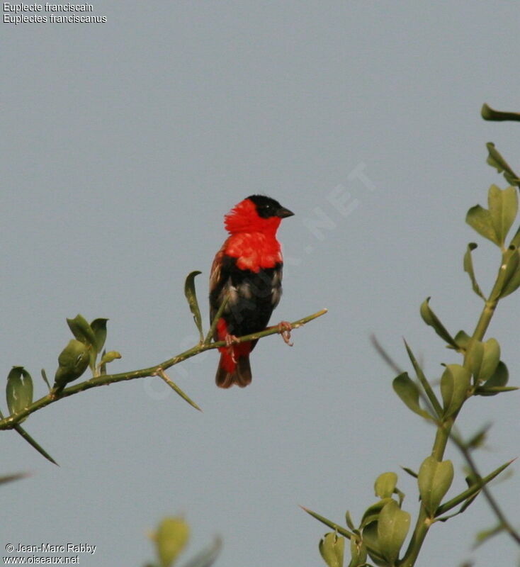 Northern Red Bishop