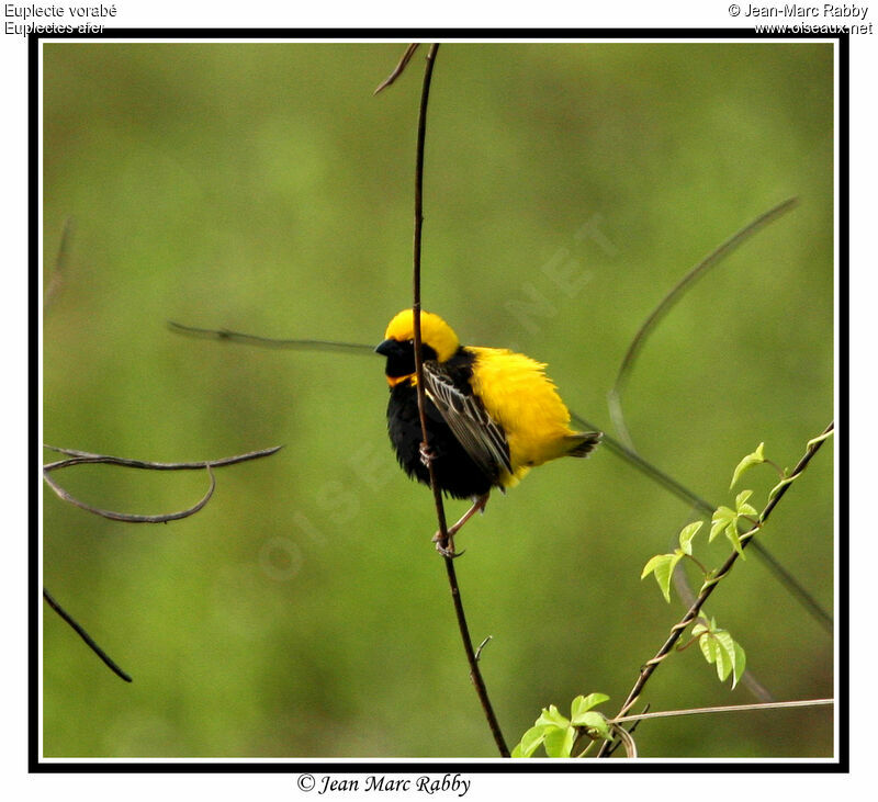 Yellow-crowned Bishop, identification