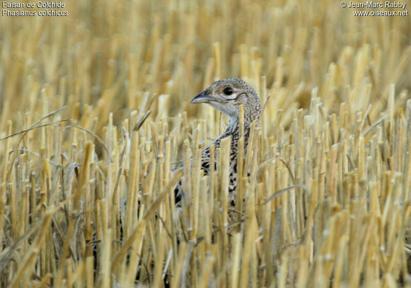 Common Pheasant female juvenile, identification