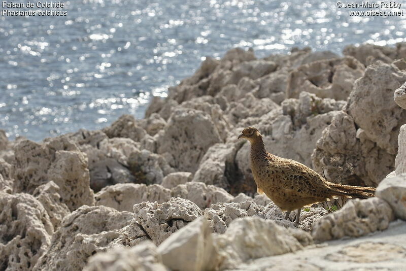 Common Pheasant female, identification