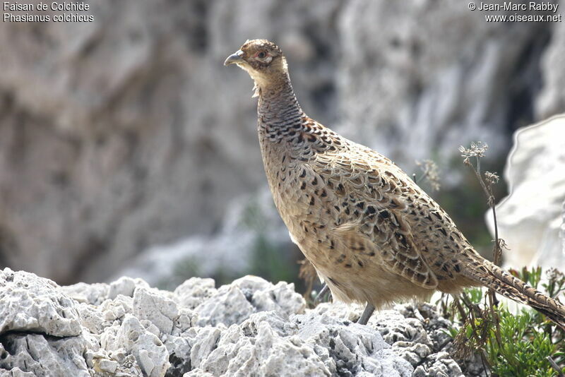 Faisan de Colchide femelle, identification