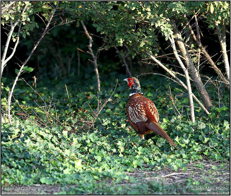 Faisan de Colchide mâle, identification