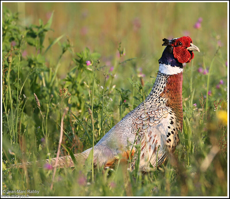 Common Pheasant, identification