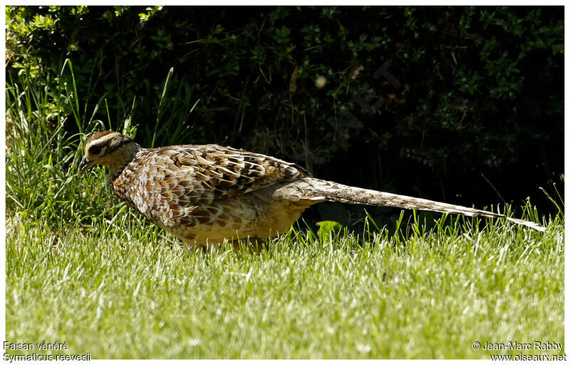 Reeves's Pheasant female, identification